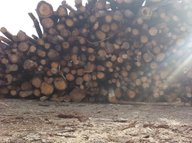 Seasoned timber